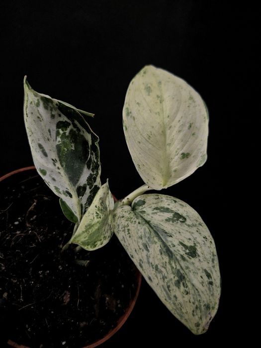 Рідкісні варієгатні колекційні рослини