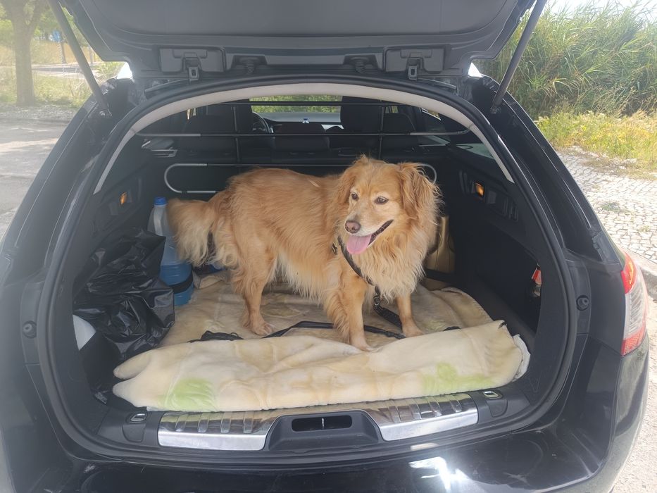 Petsitting carnaxide e arredores