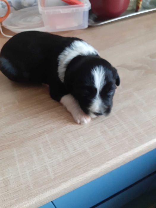 Цуценятка в хороші руки до люблячих господарів