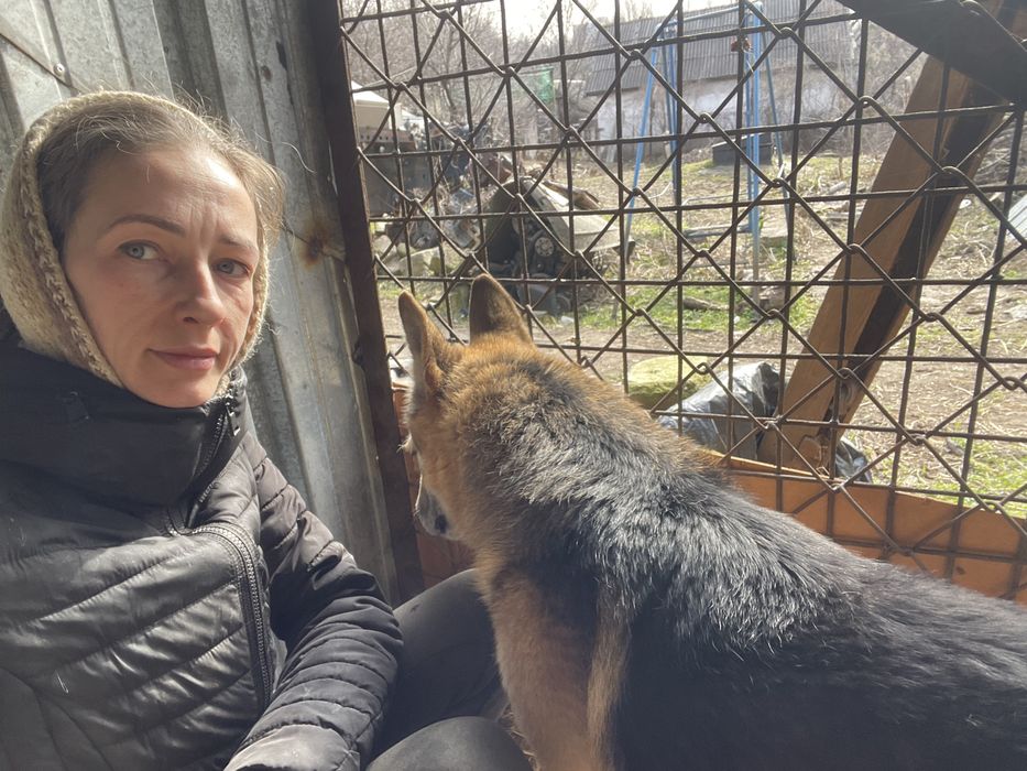 Німецький вівчар