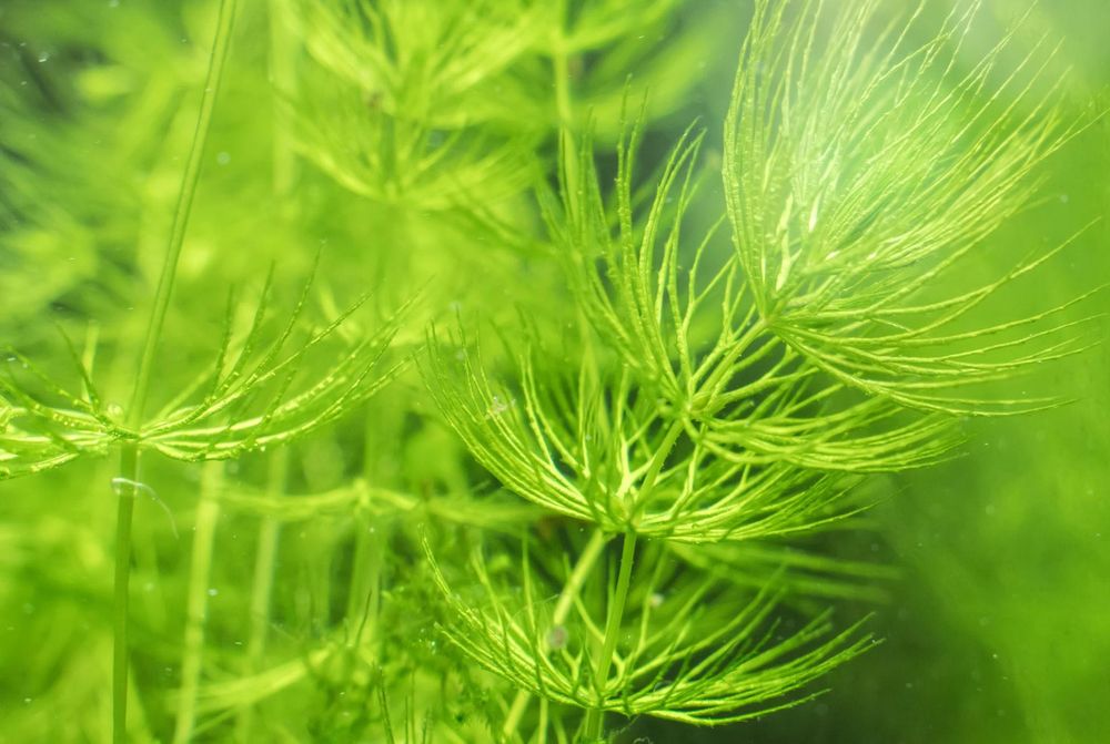 Foxtail (Ceratophyllum demersum) – Planta de Crescimento Muito Rápido