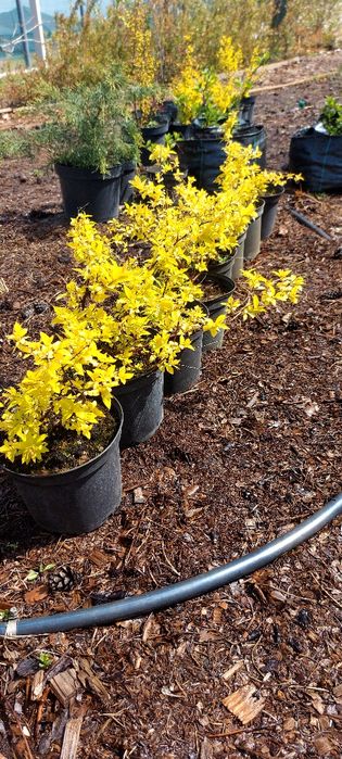 Спірея 2 річна, гарна коренева