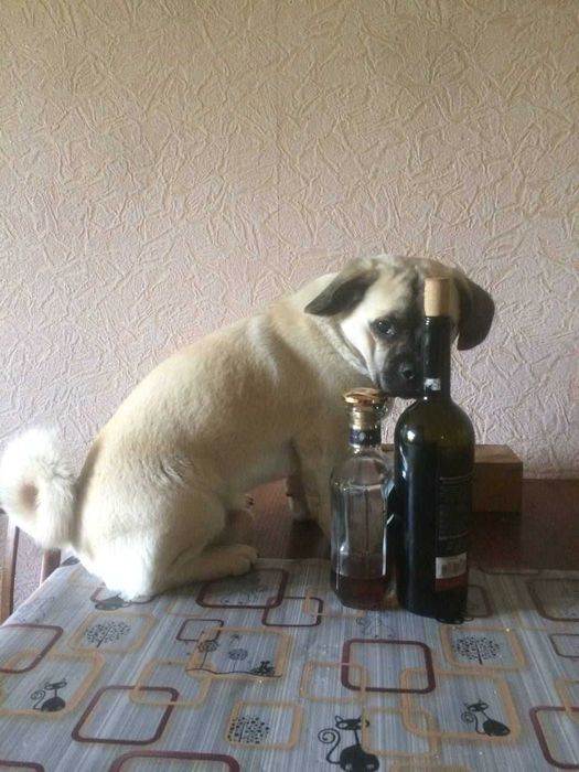 Пара для собаки Пігль