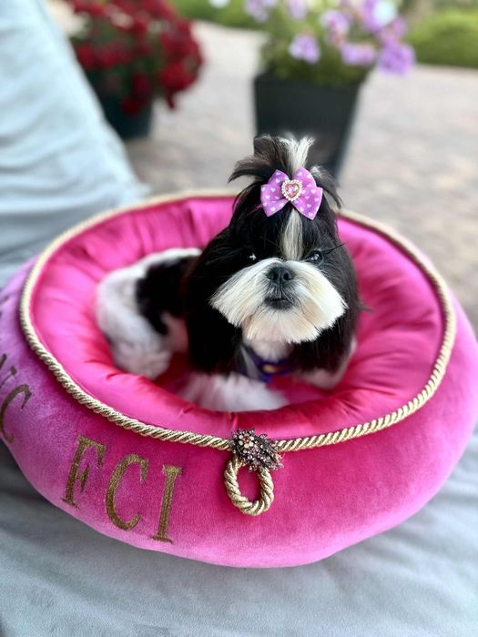 Shih Tzu ZKwP FCI z kompletem badań dodatkowych! Mini! Czarny!