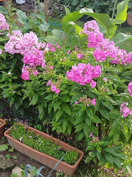 Floks wiechowaty karpa bylina