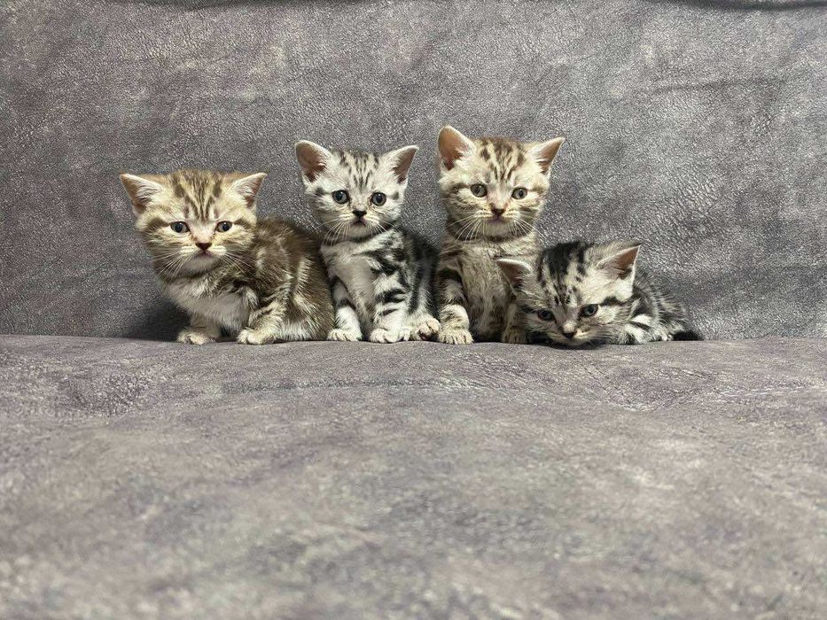 Продаж кошенят шотландські