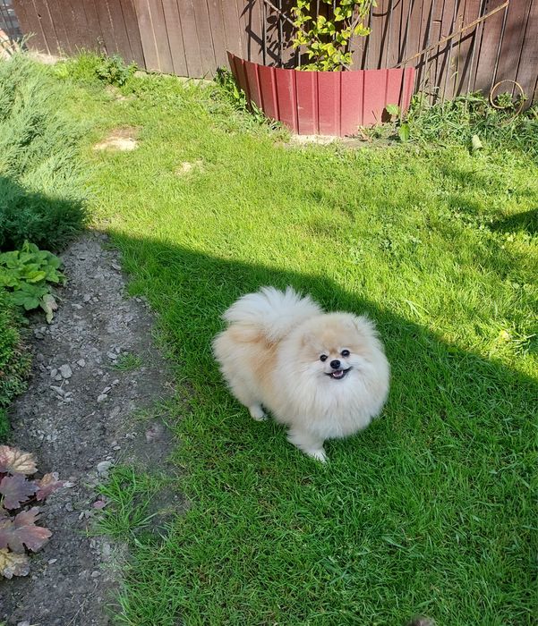 Шикарная девочка померанского шпица.