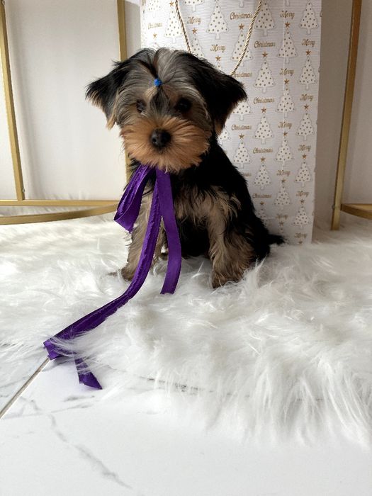 VIP Йорки — Вибери свого маленького друга вже зараз