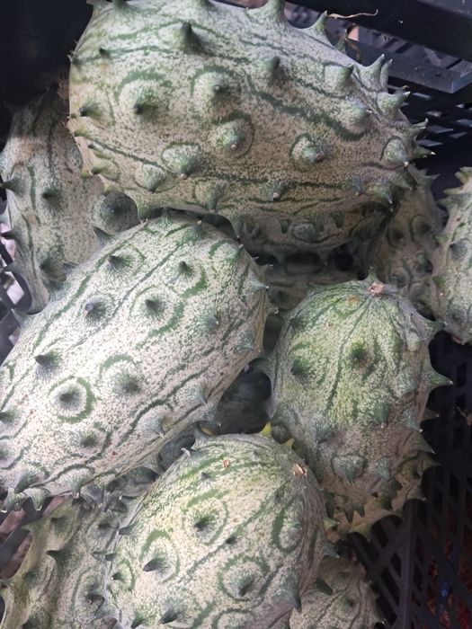 Kiwano                    .