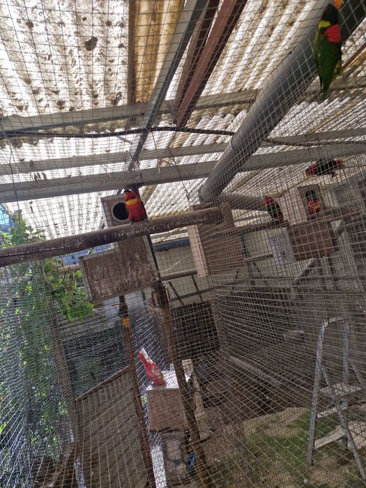 Cedem-se loris yellow bibed