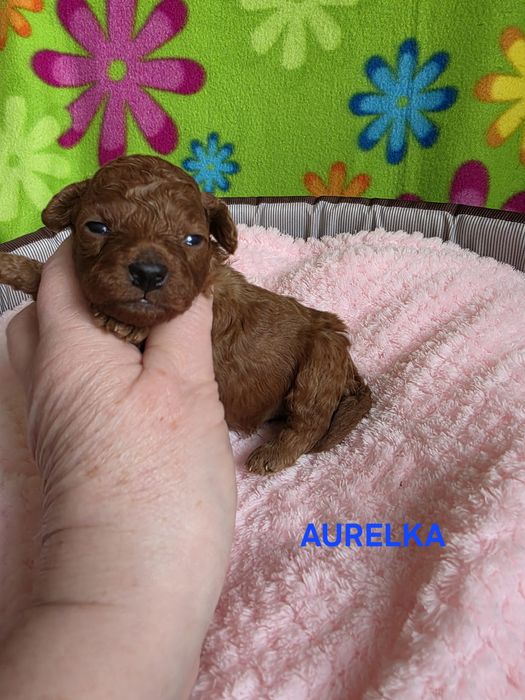 Zarezerwowana  Aurelka