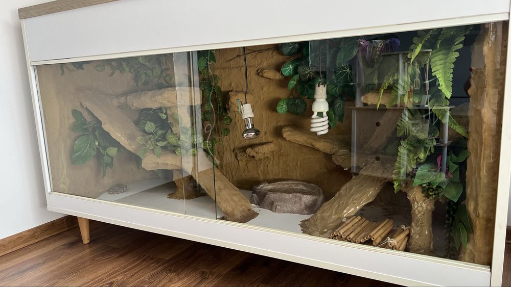 Terrarium agama brodata