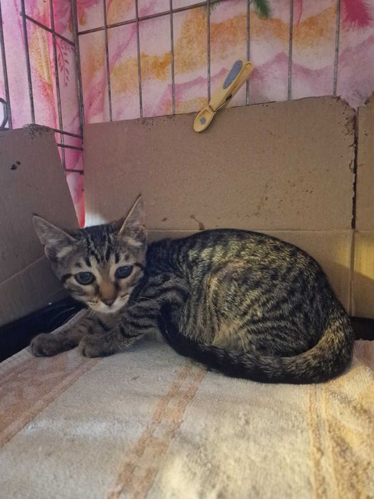 Gata bebé para adoção consciente