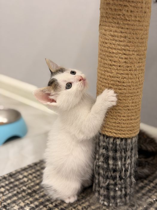 КОТЯТА ищут дом