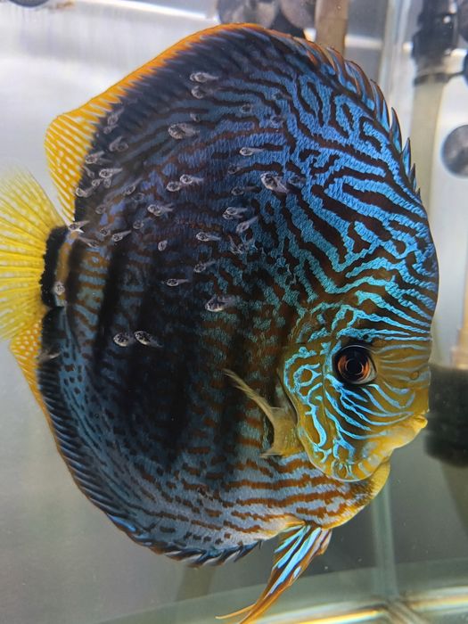 Paletki dyskowce, Red Turkus