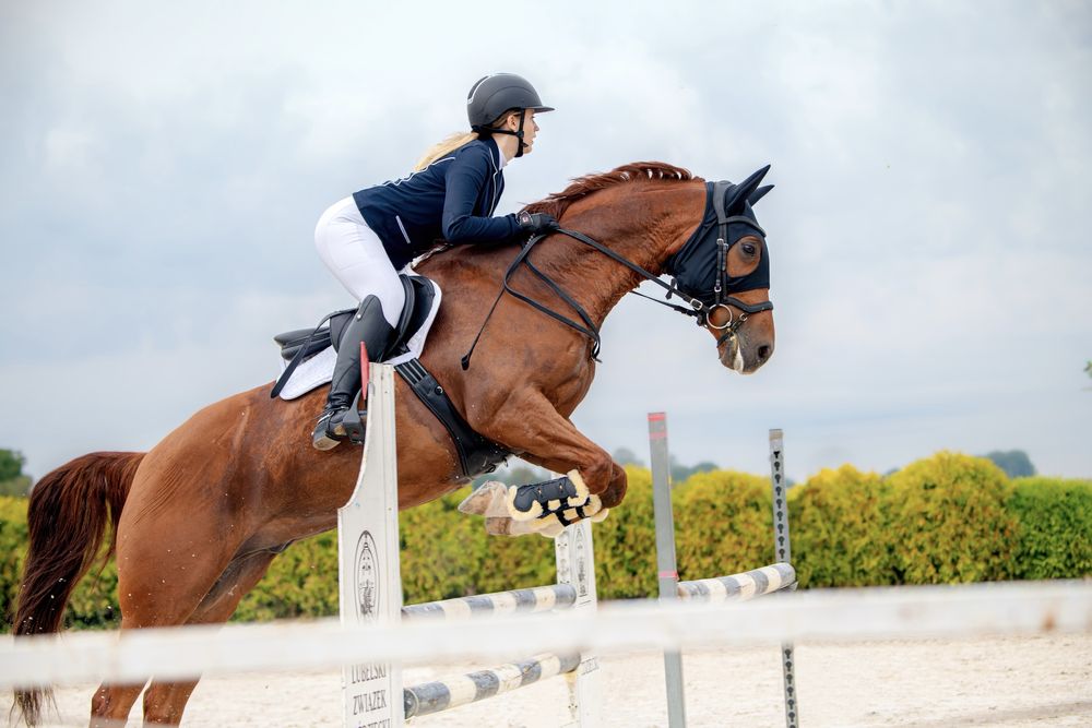 8- letni wałach  na sprzedaż