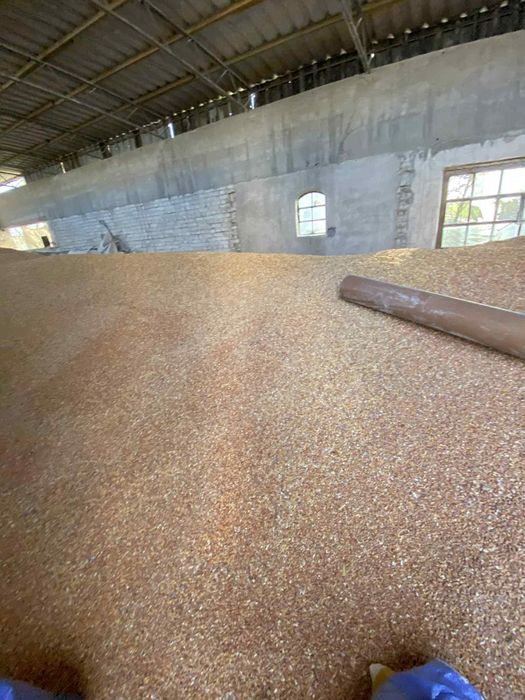 Sprzedam kukurydzę suchą na paszę – tegoroczna, wysoka jakość