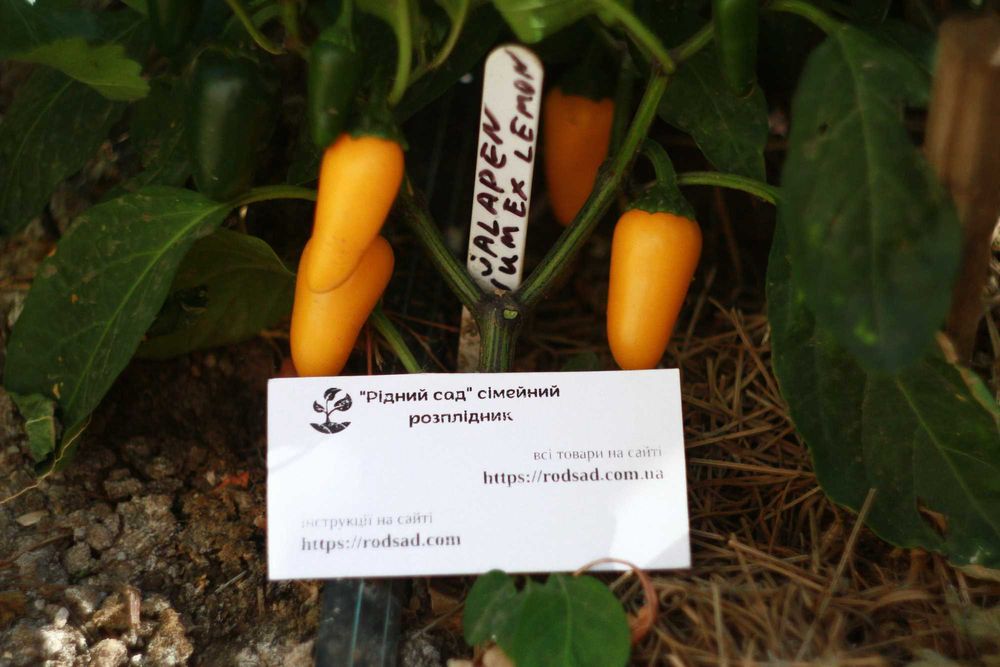 Перець гострий насіння (24 сорти) семена суперхотов острый гіркий