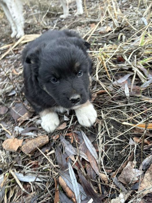 Отдам бесплатно в добрые руки