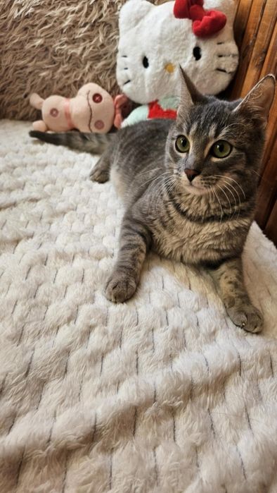 5 miesięczna koteczka szuka domu