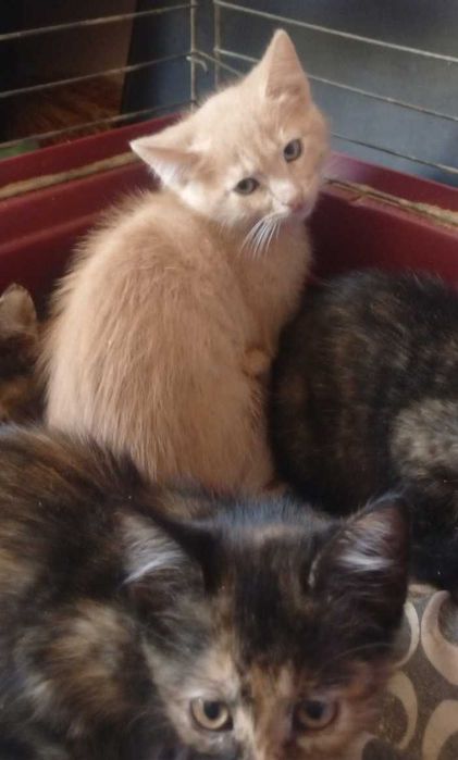Котята в надёжные руки
