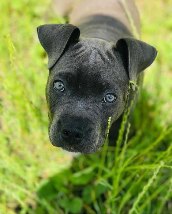Ам-стаф случка . Родословний .