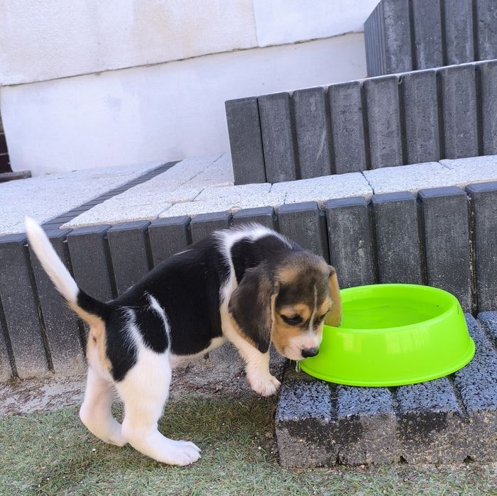Beagle suczka bicolor Fibi mocna budowa odbiór sierpień