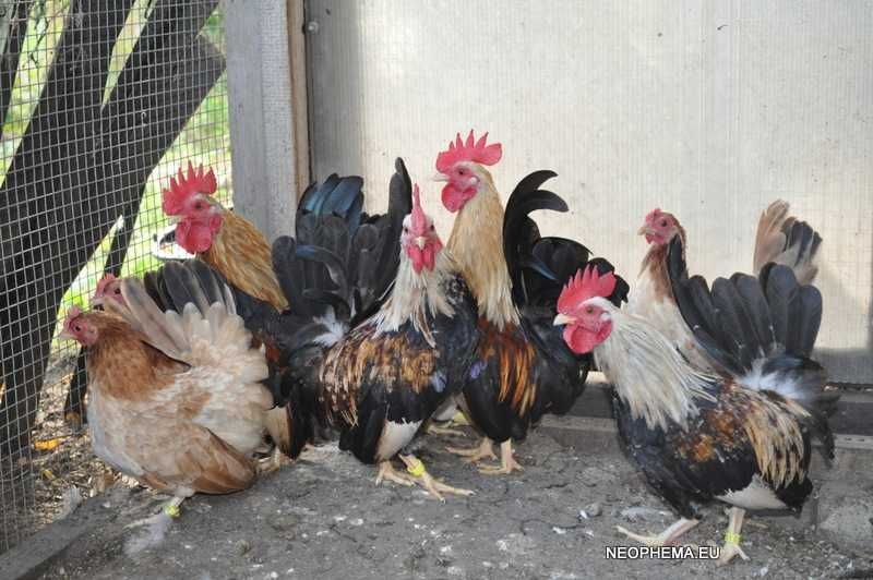 Kurki Chabo tylko w parach  kury z 2024 i 2025 roku
