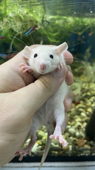 Пацюки дамбо, крисята хаскі, голубі , крысы