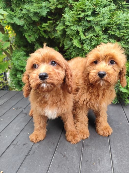 Cavapoo czerwona suczka