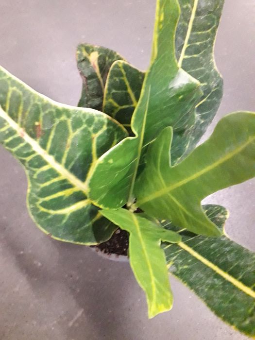 Кротон, фікус Алоє  вера и др.