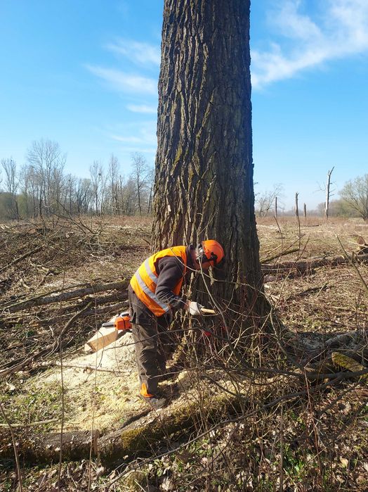 Wycinanie trudnych drzew trudnych, koszenia