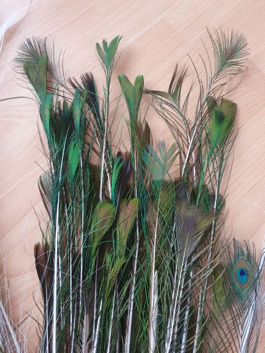 Перья индийского павлина