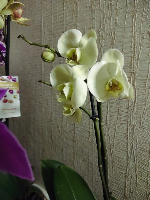 Орхидеи в подарок