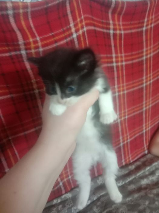 Котята ищут своих хозяев