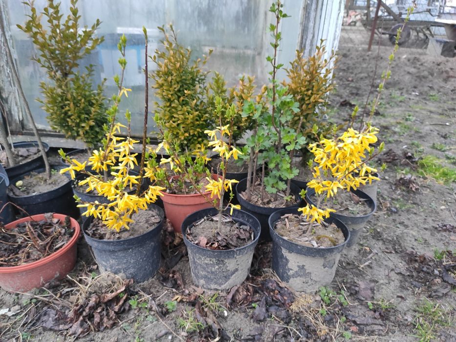 Forsycje w doniczkach