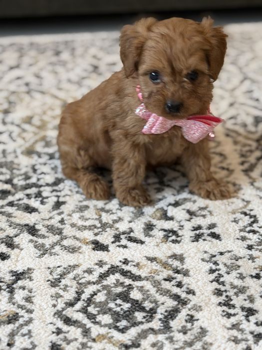 Cavapoo pudel toy uroczy piesek