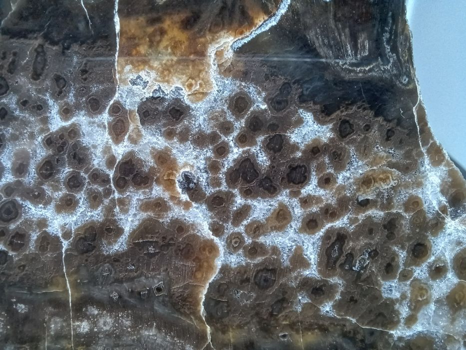 Skamieniale drzewo z Gor Kaczawskich.