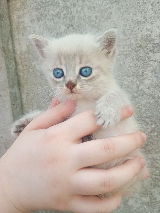 Віддам кошенят в добрі ручки