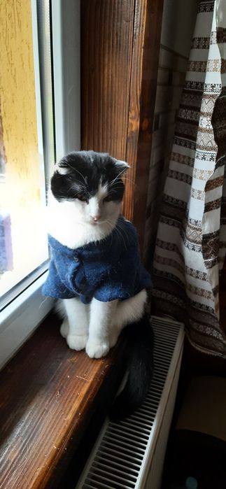 Отдам вислоухого кота
