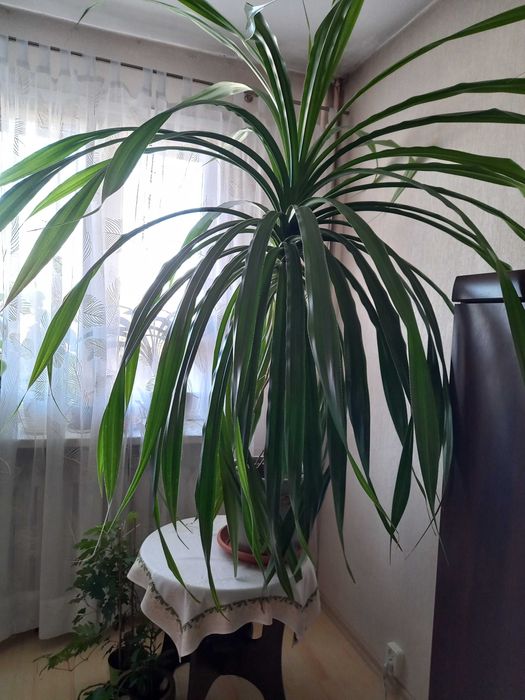 Duży pandan piękna roślina do ogrodu zimowego
