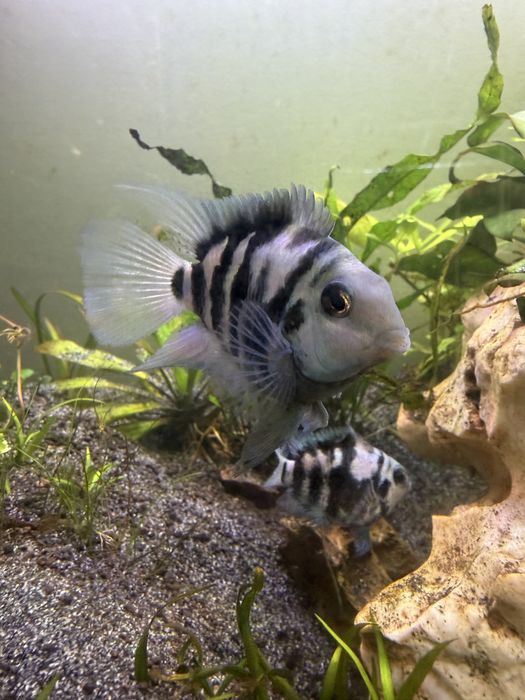 Papagaio Safira (Ciclideo) Casal reprodutor