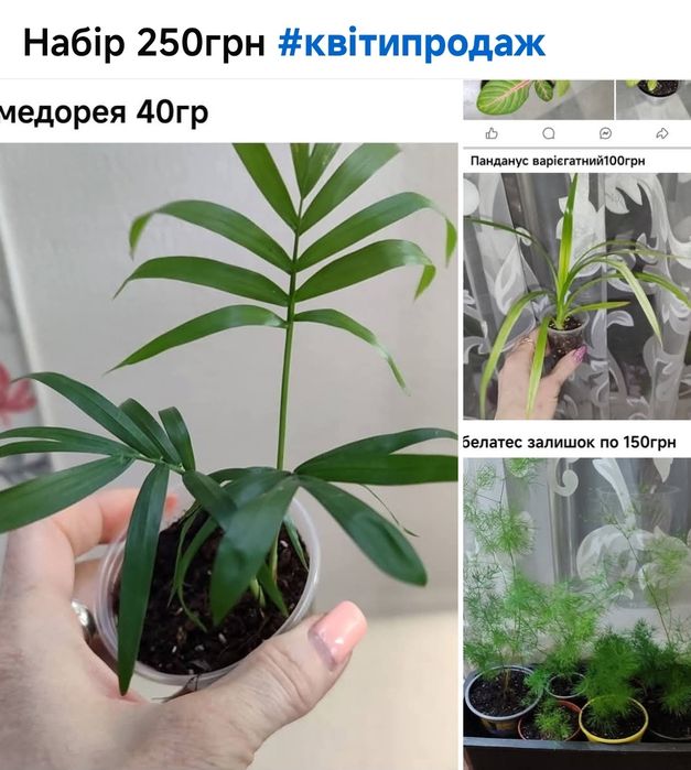 Хамедорея меса китайська