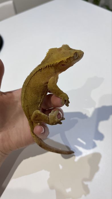 Gekon orzęsiony samiec RED