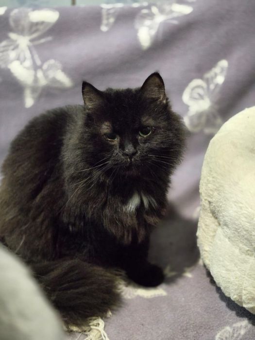 Отдам черную пушистую кошку, стерилизована, 2 года