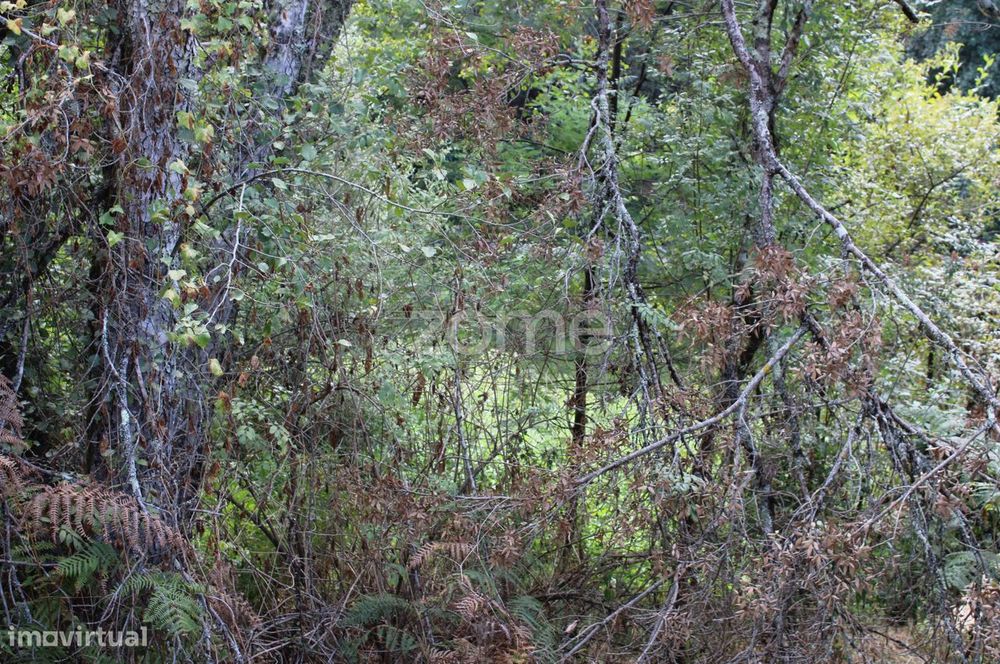 Terreno na margem do Rio Dão