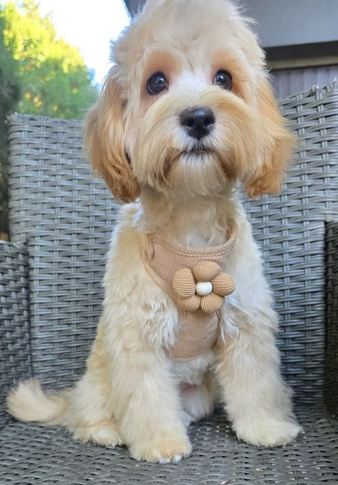 Maltipoo/ chłopczyk