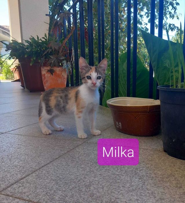 Gatinhos bebés para adoção
