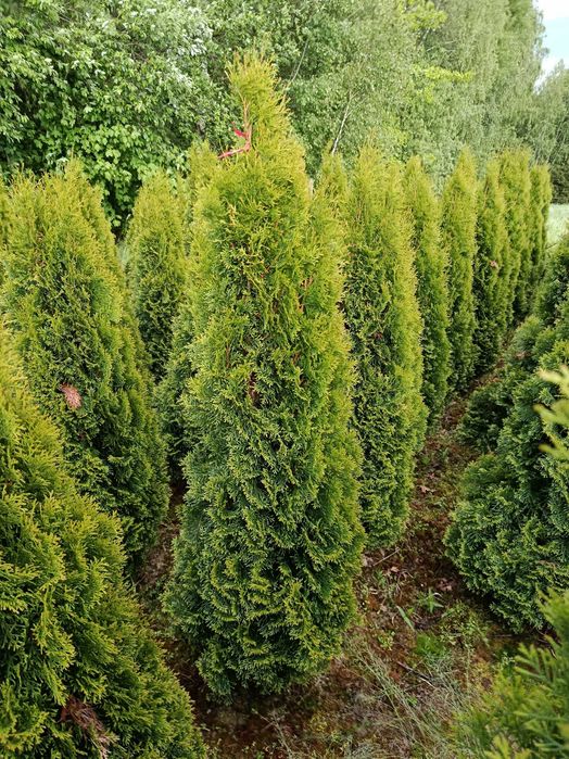 Tuja szmaragd,brabant, sadzimy,dowóz 100-300cm