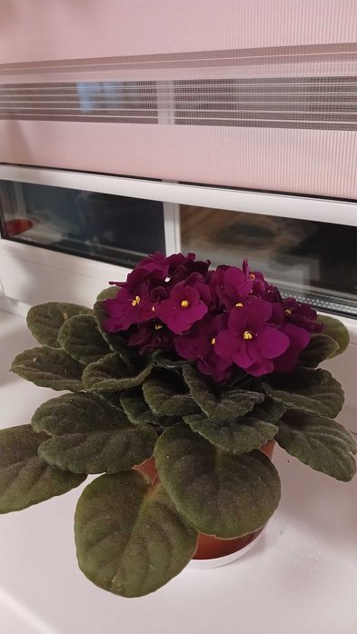 Фиалки цветы на обмен